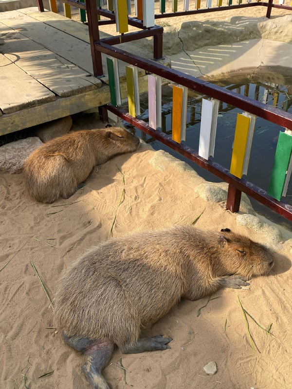 Capybara là con gì? 1