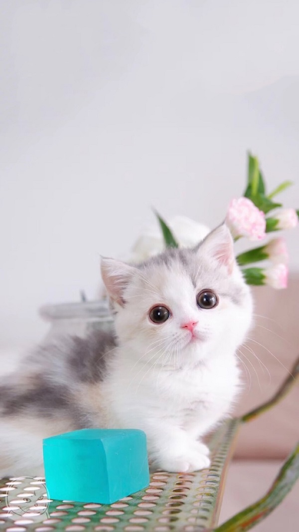 Hình nền mèo cute đáng yêu nhất 4