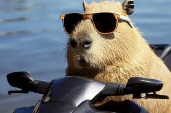 Capybara là con gì? Tìm hiểu về loài động vật đáng yêu này