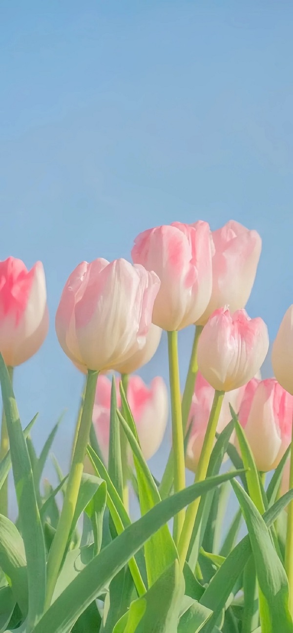 Hình nền hoa tulip đẹp nhất 5