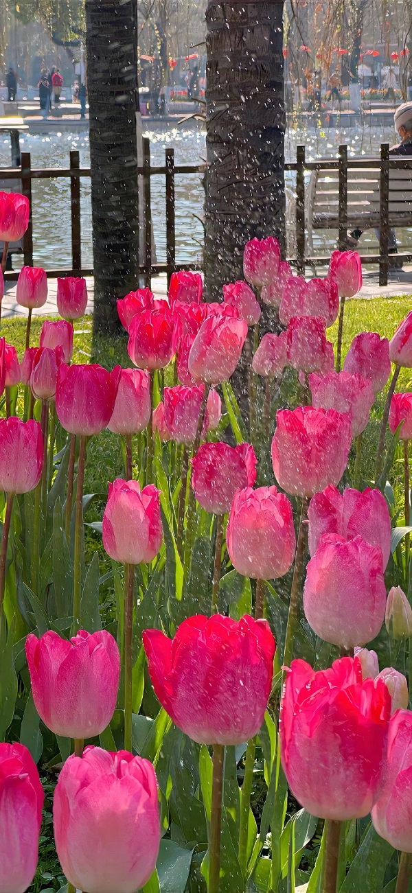 Hình nền hoa tulip đẹp nhất 4