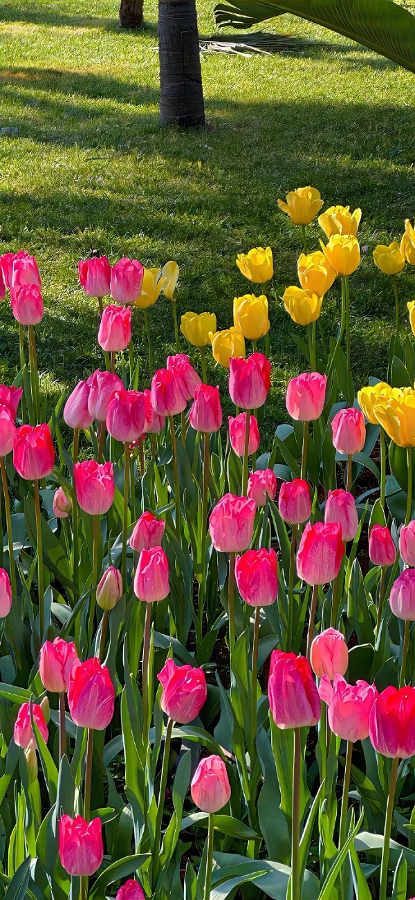 Hình nền hoa tulip đẹp nhất 6