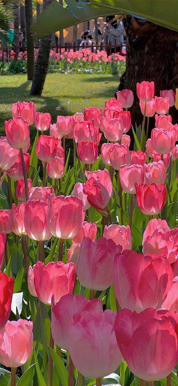 Hình nền hoa tulip đẹp nhất 8