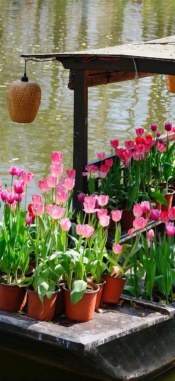 Hình nền hoa tulip đẹp nhất 7