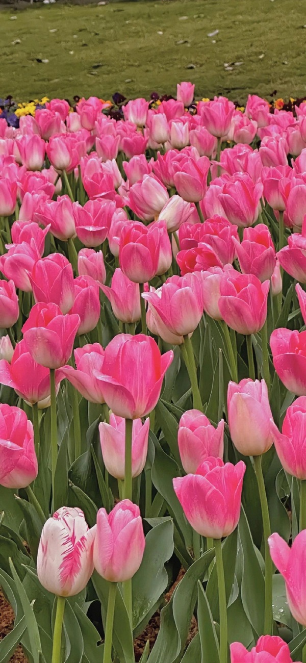 Hình nền hoa tulip đẹp nhất 10