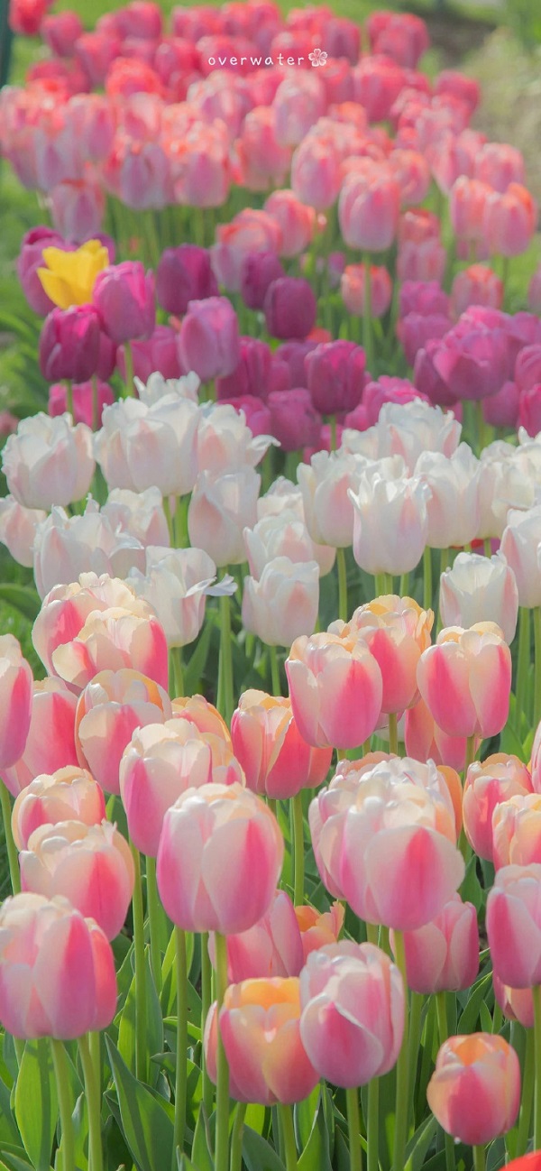 Hình nền hoa tulip đẹp nhất 11