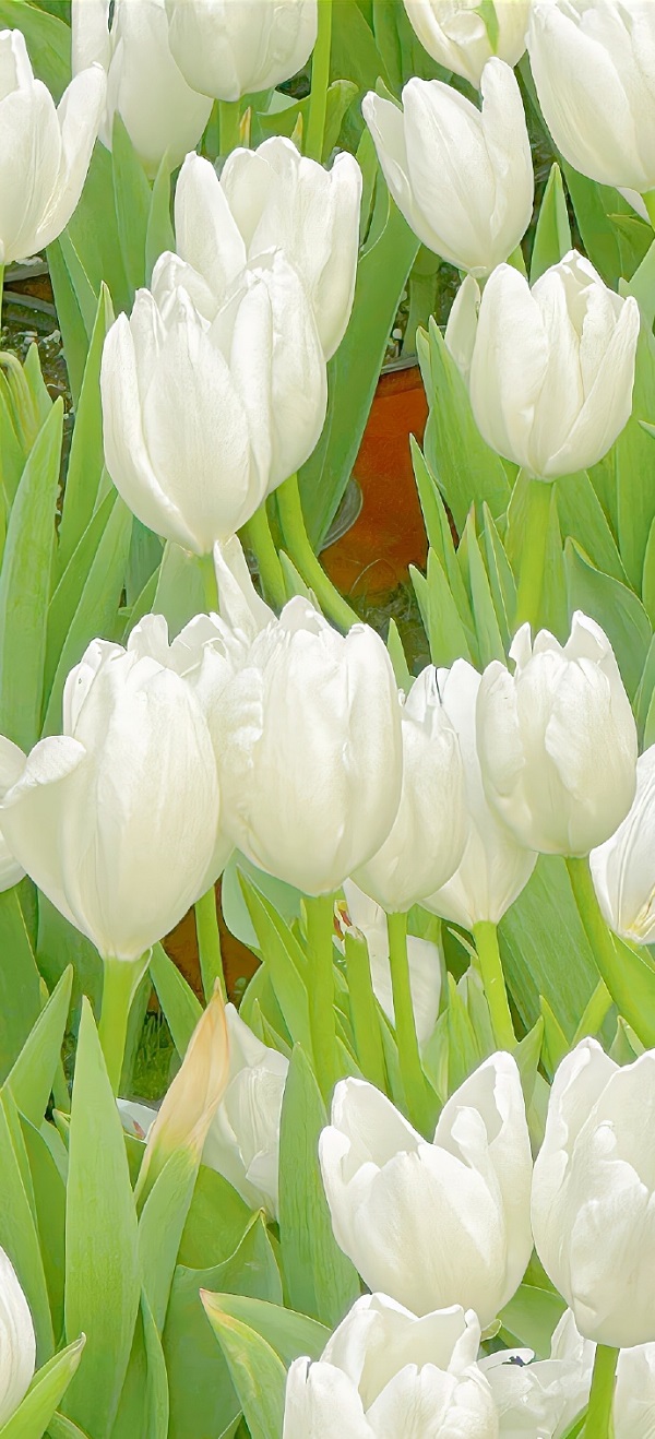 Hình nền hoa tulip đẹp nhất 1