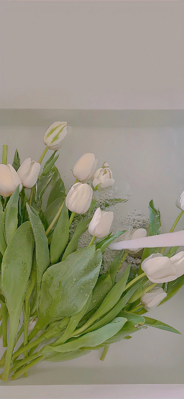 Hình nền hoa tulip đẹp nhất 19