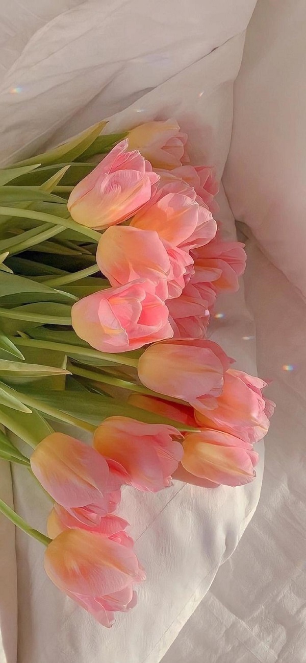 Hình nền hoa tulip đẹp nhất cho điện thoại 6