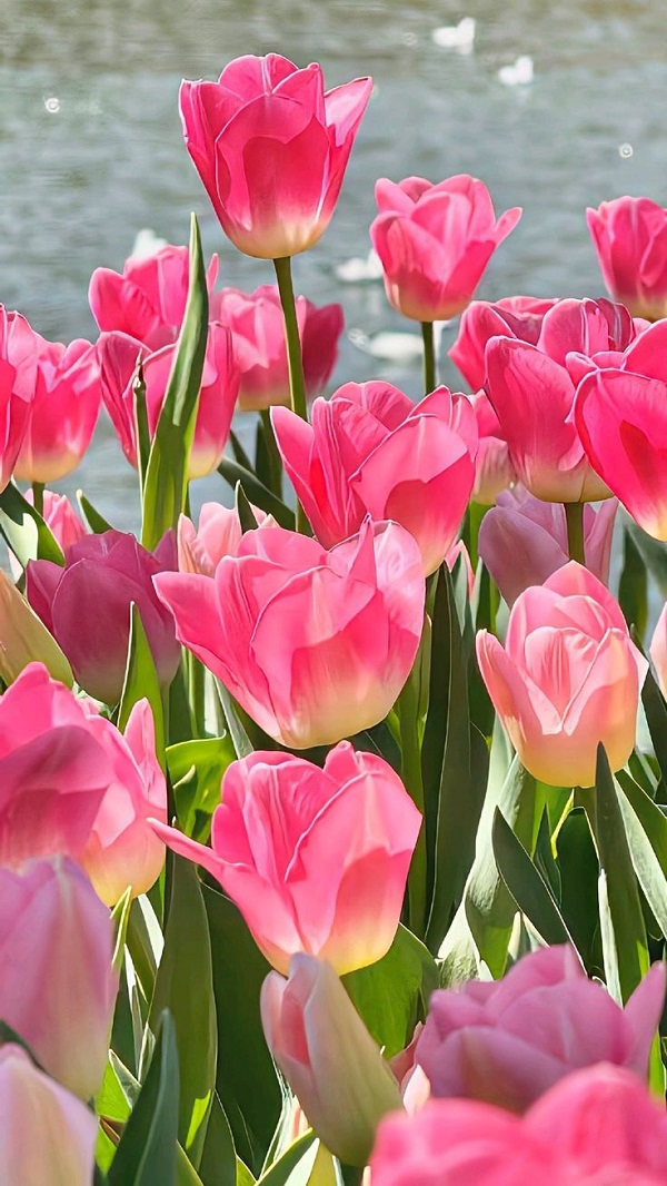 Hình nền hoa tulip đẹp nhất cho điện thoại 9