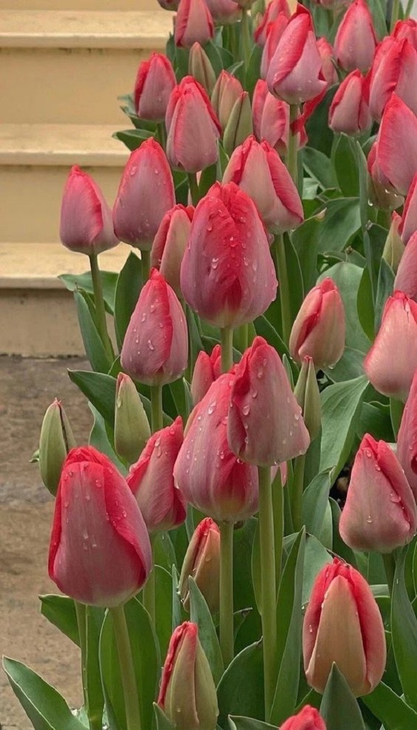 Hình nền hoa tulip đẹp nhất cho điện thoại 2