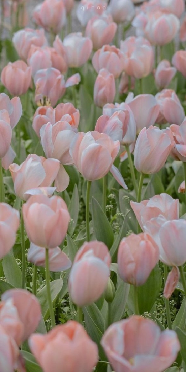 Hình nền hoa tulip đẹp nhất cho điện thoại 1