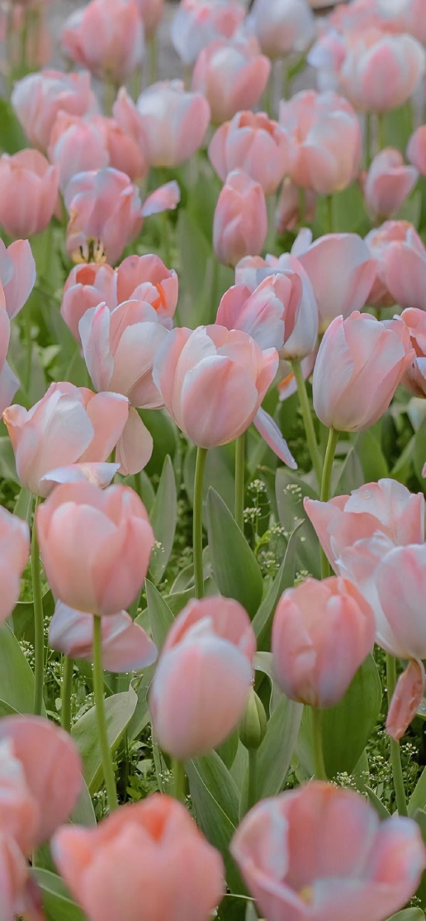 Hình nền hoa tulip đẹp nhất cho điện thoại 18