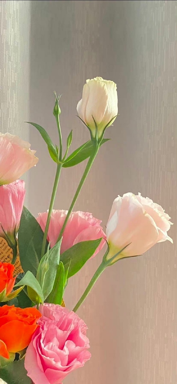 Hình nền hoa tulip đẹp nhất cho điện thoại 20