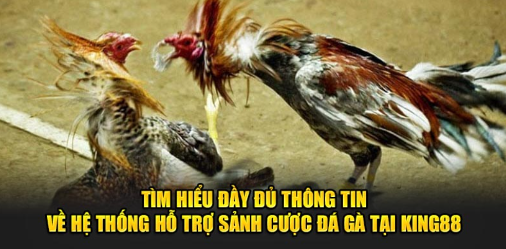 Tìm hiểu đầy đủ thông tin về hệ thống hỗ trợ sảnh cược đá gà cựa sắt tại Kinh88