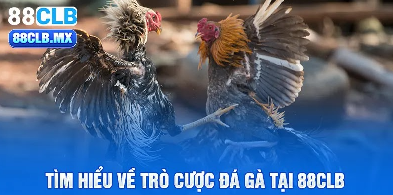 Tìm hiểu về trò cược đá gà tại 88CLB 