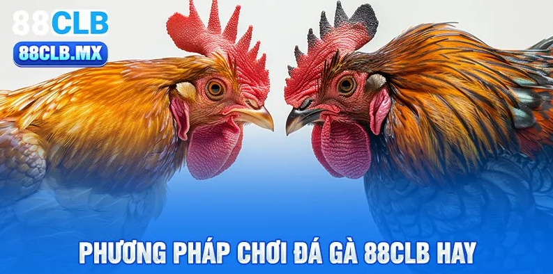 Phương pháp chơi đá gà 88CLB  hay