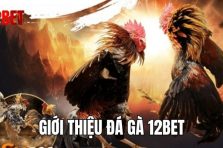 Đá gà 12Bet – Đồng hành cùng những trận đấu chọi kê rực lửa