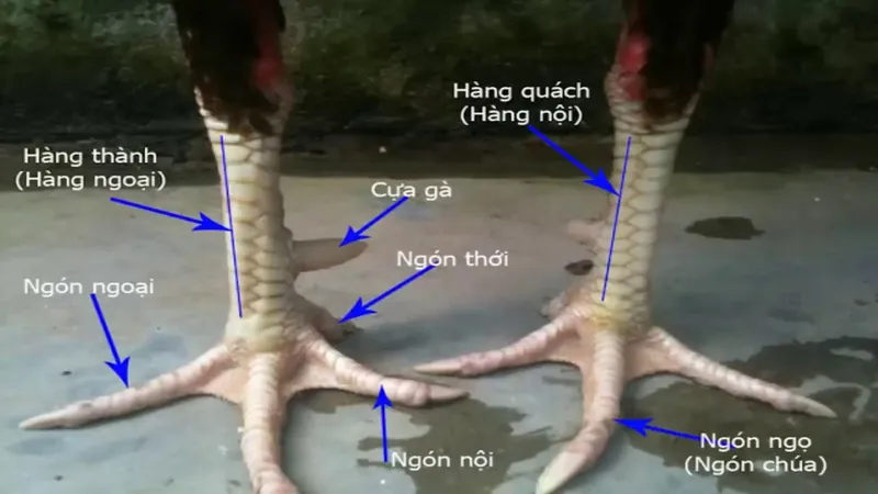 Cách Nhận Biết Vảy Nội Hoa Đăng Chuẩn