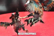 Đá Gà Philippines For88: Trải Nghiệm Cá Cược Truyền Thống