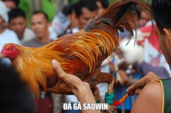 Đá Gà SAOWIN – Hồi Hộp Từng Giây, Nảy Lửa Từng Cú Đá