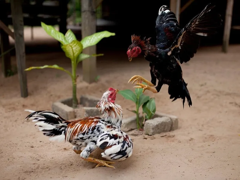  Trận đá gà trực tiếp SV88 đầy kịch tính, thu hút mọi ánh nhìn.