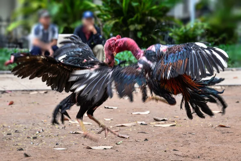  Hướng dẫn đăng ký và đặt cược đá gà trực tiếp SV88 dễ dàng.